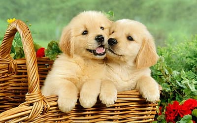 Female Golden Retrievers: The Smart and Playful Dogs