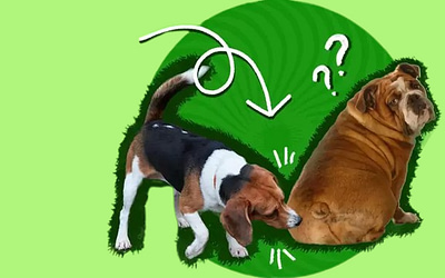 Why Do Dogs Sniff Butts: The Secret to Canine Communication