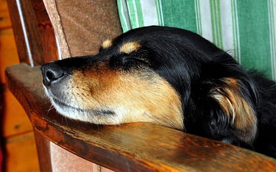 Dog Dream Insights: Uncovering the Surprising Truth