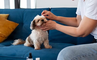 Ultimate Guide on How to Get Rid of Fleas on Dogs