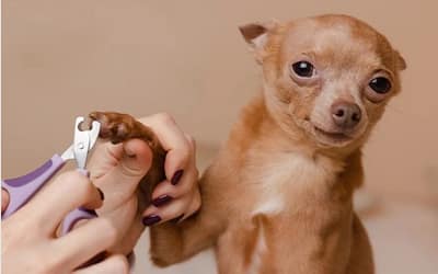 How To Cut Dogs Nails: The Ultimate Guide