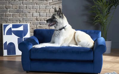 Dog Sofas 101: Everything You Need to Know Before Making a Purchase