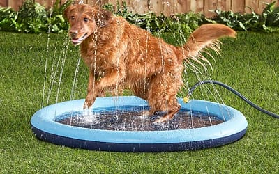 Dog Splash Pads: Keep Your Pup Cool and Happy This Summer