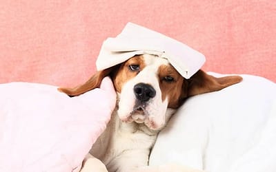 How To Tell If Dog Has Fever
