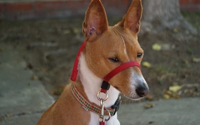 Gentle Leader Head Dog Collar: The Best Way to Control Your Dog