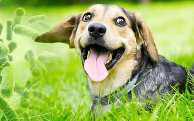 The Secrets Of Happy And Healthy Dogs”