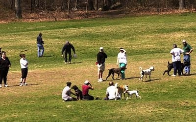 Sheepfold Dog Park: Where Dogs Can Socialize and Make New Friends