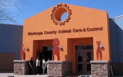 Maricopa Animal Shelter: Saving Lives and Changing Hearts