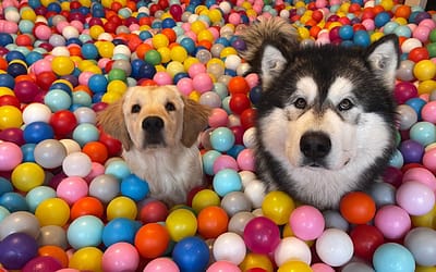 Dog Ball Pit: A Safe and Fun Place for Your Dog to Play