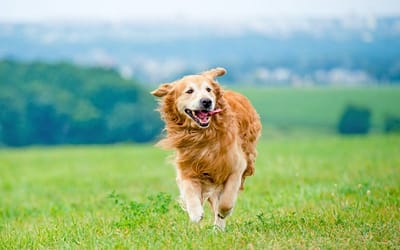 Unique and Quirky Names for Dogs Male