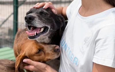 Norco Animal Shelter: Unleash Happiness Today with the Life-Changing Power of Pet Adoption!