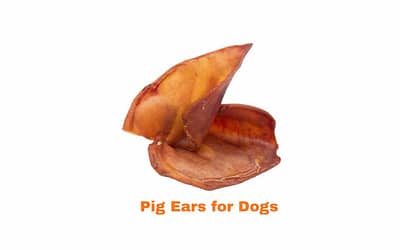 Pig Ears for Dogs: A Natural and Healthy Treat That Is Good for Their Teeth