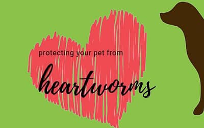 How Do Dogs Get Heartworms