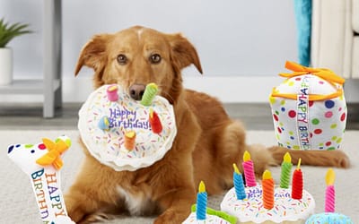 Dog’s Birthday Extravaganza: Unleash an Extraordinary Celebration!