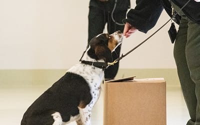 Unraveling The Fascinating World Of Canine Scent Detection