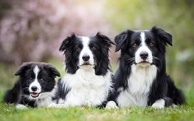 Black and White Dog Breeds: Be Careful! They May Capture Your Heart