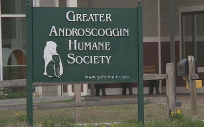 Androscoggin Humane Society: Providing Hope and Healing to Animals in Need
