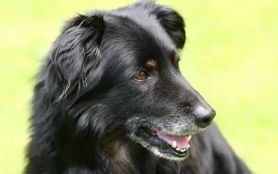 Black Golden Retriever: The Rare and Beautiful Dogs That Are Full of Personality