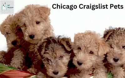 Chicago Craigslist Pets