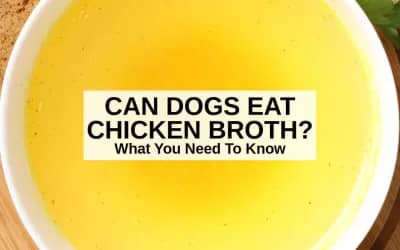 Can Dogs Eat Chicken Broth? The Healthy Benefits and Risks