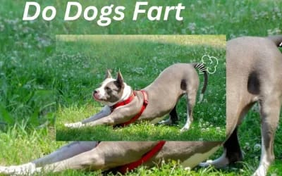 Why Do Dogs Fart? Exploring the Canine Flatulence Phenomenon