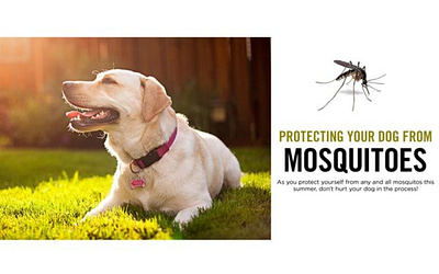 Do Mosquitoes Bite Dogs