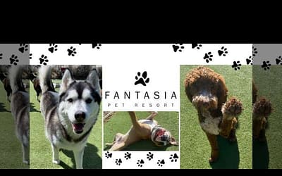Fantasia Pet Resort