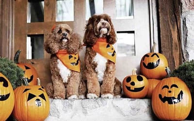 Halloween Dog Bandana