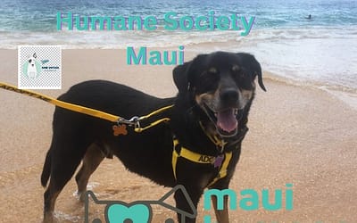 Fostering Compassion: Humane Society Maui Dedication to Animal Welfare