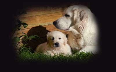 When Can Puppies Leave Their Mom