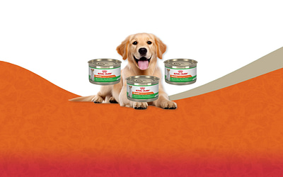 Royal Canin Canine Health Nutrition Adult Beauty Loaf in Sauce Canned Dog Food Review [2023]