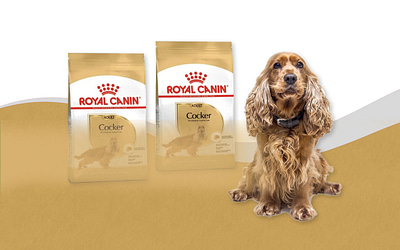 Royal Canin Dog Food Cocker Spaniel Dry Mix 3kg Review [2023]