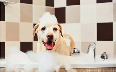 Benzoyl Peroxide Shampoo For Dogs