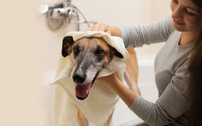 How To Clean Dogs Ears