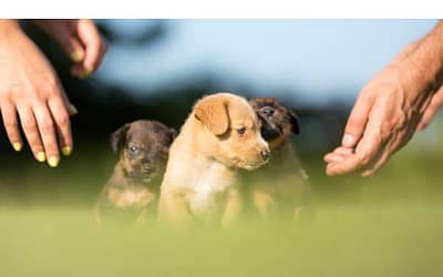 Austin Dog Adoption