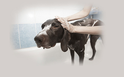 Can Dogs Use Human Shampoo