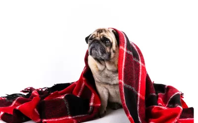 Waterproof Dog Blanket