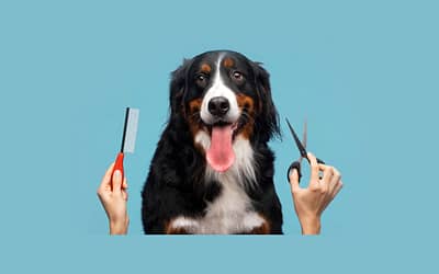 The Ultimate Guide to Dog Grooming in Chicago