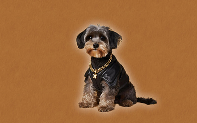 Dog Collar With Name Plate