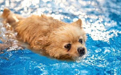 Pools For Dogs Near Me