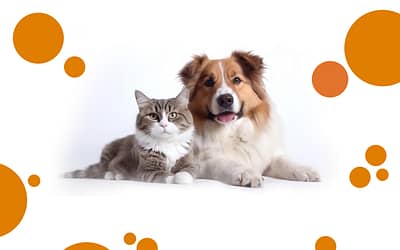 How To Introduce A Cat To A Dog