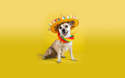 Bringing Dogs From Mexico To The Us: Requirements & Tips