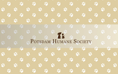 Safeguarding Paws and Purrs: The Inspiring Path of the Potsdam Humane Society
