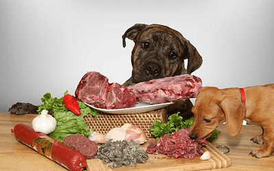 Dog Raw Diet: The Best Way to Feed Your Furry Friend