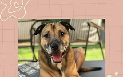 Dog Adoption Baton Rouge