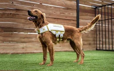 Dog Training Vest: Improve Your Dog’s Behavior with This Proven System
