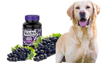 Can Dogs Have Grape Jelly