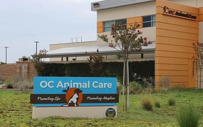 OC Animal Care: Who They Are and What They Do