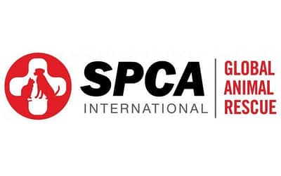 SPCA: The leading organization for animal welfare