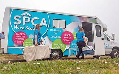The SPCA Truro: A Safe Haven for Animals in Need